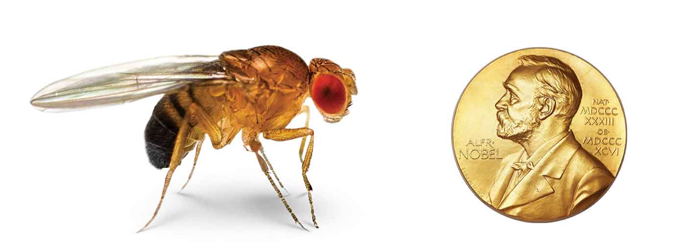 A fruit fly and the Nobel Prize medal