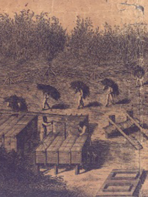 Portrait of slave labor on an indigo plantation