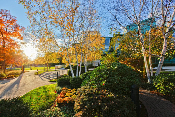 Picture of the Brandeis campus with fall foliage.