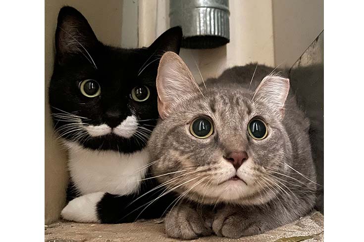 Xiao Ya, a tuxedo cat, and Xiao Liang, a tabby cat, look at the camera with big eyes.