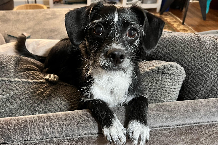 Bikya, a terrier, looks over the back of a couch.