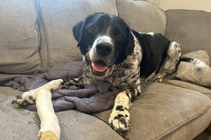 Link, a Border Collie/Dalmatian mix, lies on the couch with a bone.