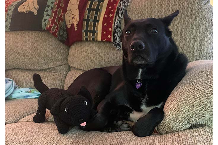 Jack, a German Shepherd mix, lies on the couch with a crocheted dog that looks like him.