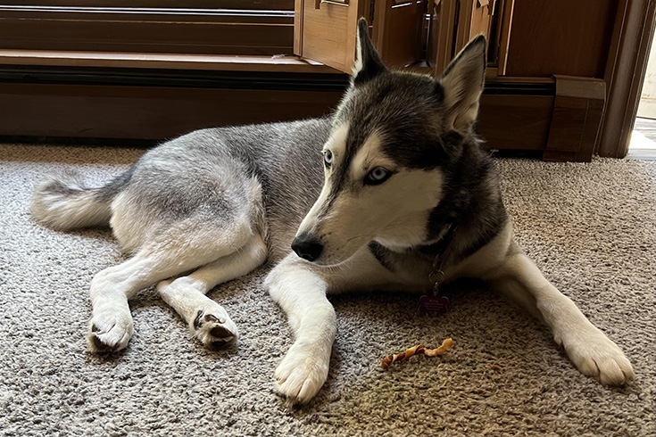 Kira, a Siberian husky, lies on a rug.