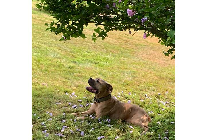 Lola, an American Bully dog, lies under a tree.