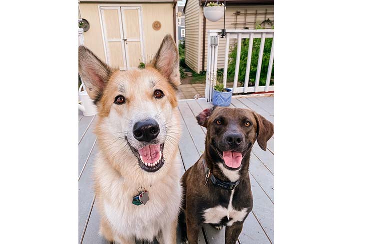 Waffles and Maple, two dogs, sit on a porch looking at the camera.