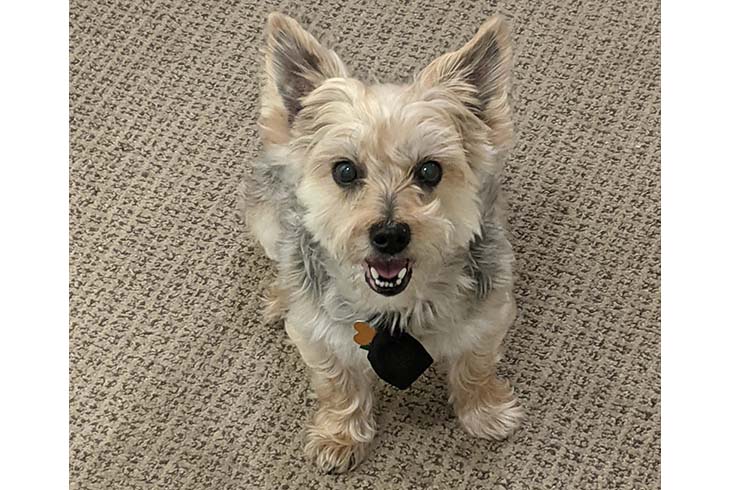 Kirby, a Yorkie/Maltese mix wearing a bow tie, looks at the camera.