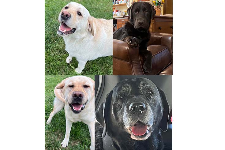 Four photos of labradors arranged in a square. Clockwise from top left: Sebastian, a yellow Lab, on the grass; Sylvia, a chocolate Lab, on a couch; Adelaide, a black lab, in a car; and Augustus, a yellow Lab, on the grass.