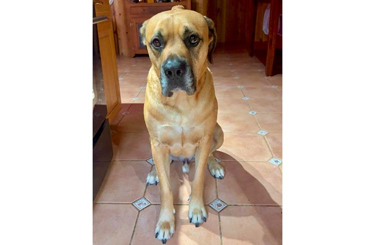 Thor, a Bullmastiff/Cane Corso/Rottweiler mix, looks at the camera.