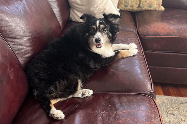 Bella, a dog, lies on the couch.