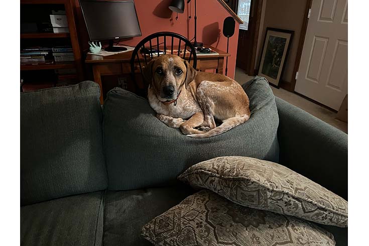 Ranger, a dog, sits nestled on the top cushion of a couch, looking at the camera.