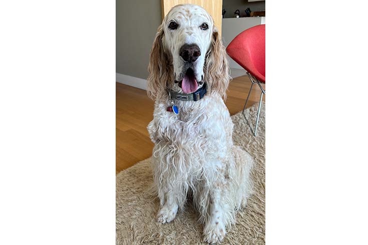 Charlie, an English setter, looks at the camera.