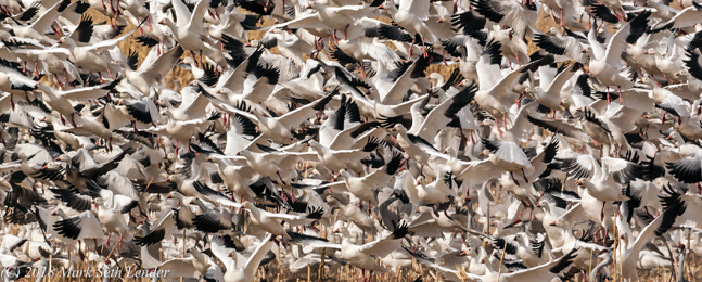 A large flock of white birds with black-edged wings take off in flight.