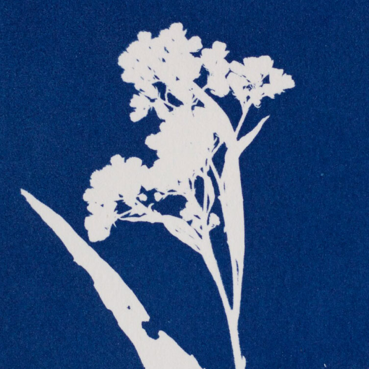 Cyanotype of a flower