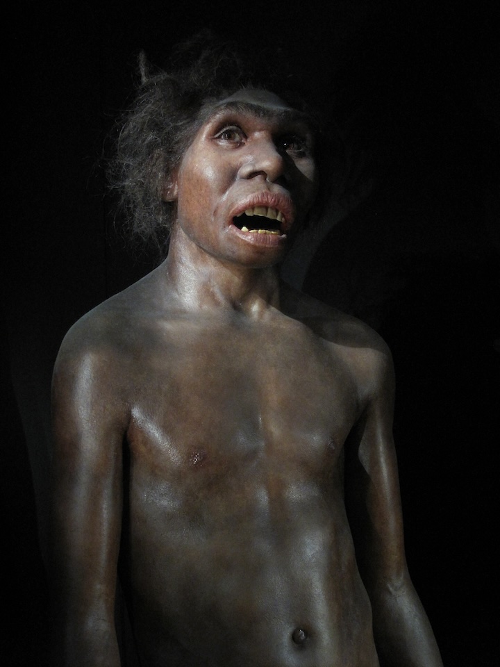 Recreation of early hominid homo ergaster. Its face is broad, with small, penetrating eyes and a flat nose. Its lower face protrudes forward with a large chin.