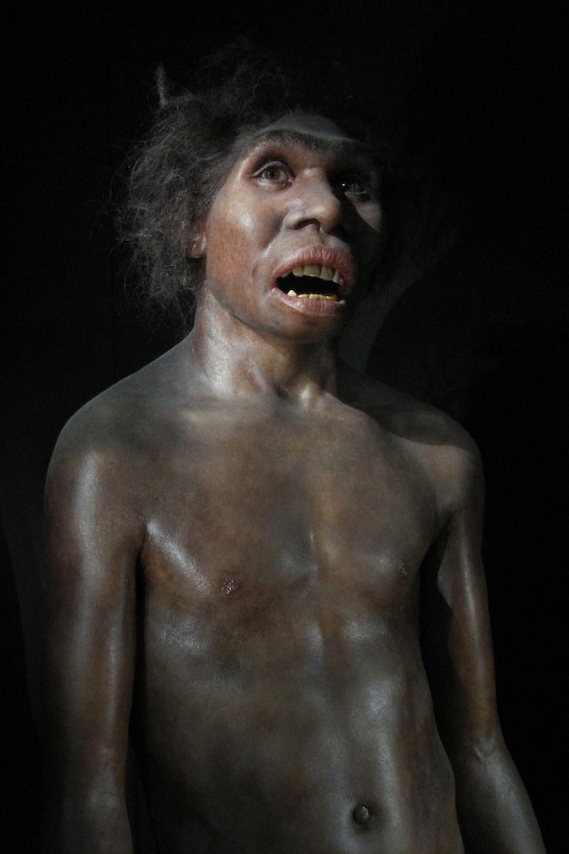 Recreation of early hominid homo ergaster. Its face is broad, with small, penetrating eyes and a flat nose. Its lower face protrudes forward with a large chin.