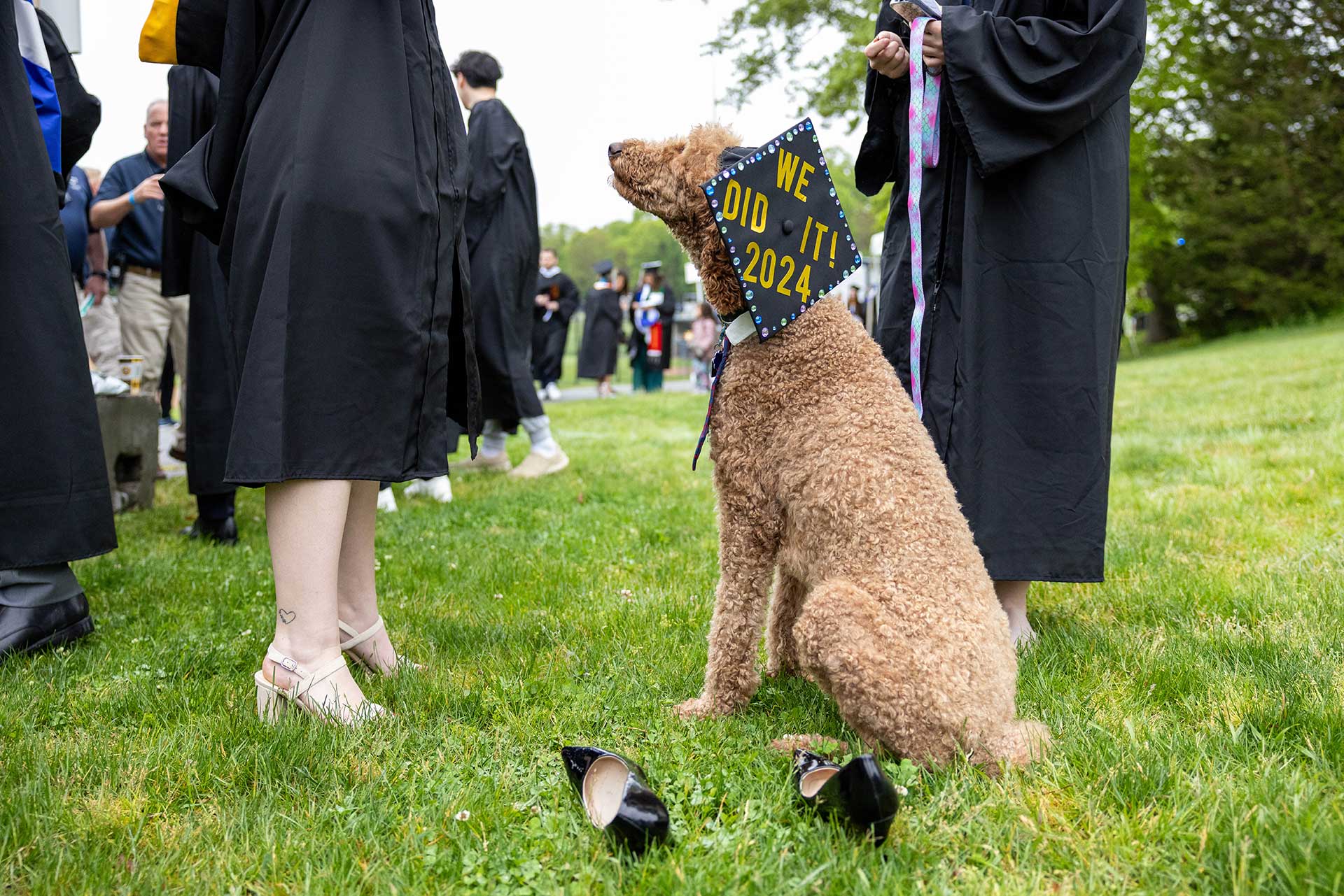 A dog wearing a graduation cap with the words We Did it 2024