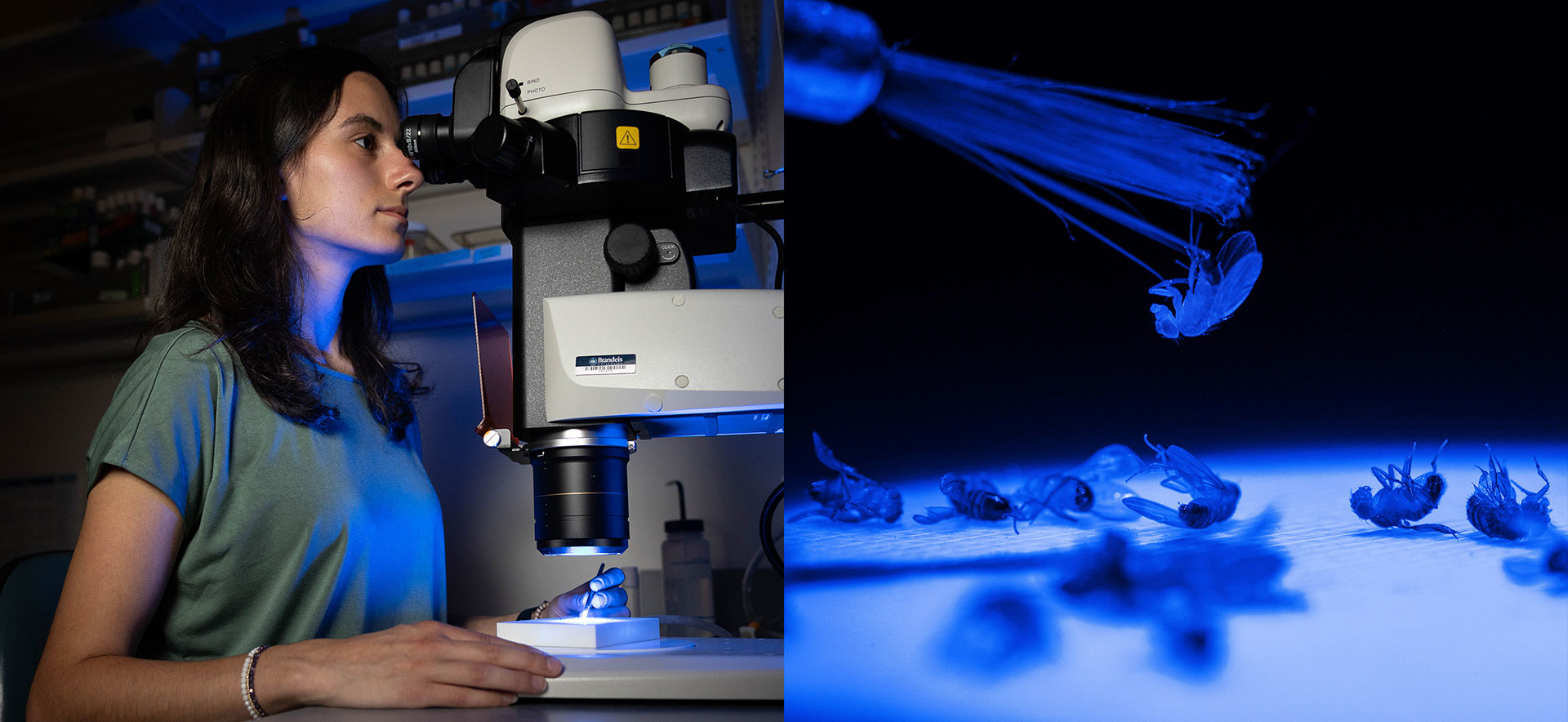 A diptych photo where the left image is a biology student looking through a microscope in a lab and the right image shows the microscope's view of fruit flies.