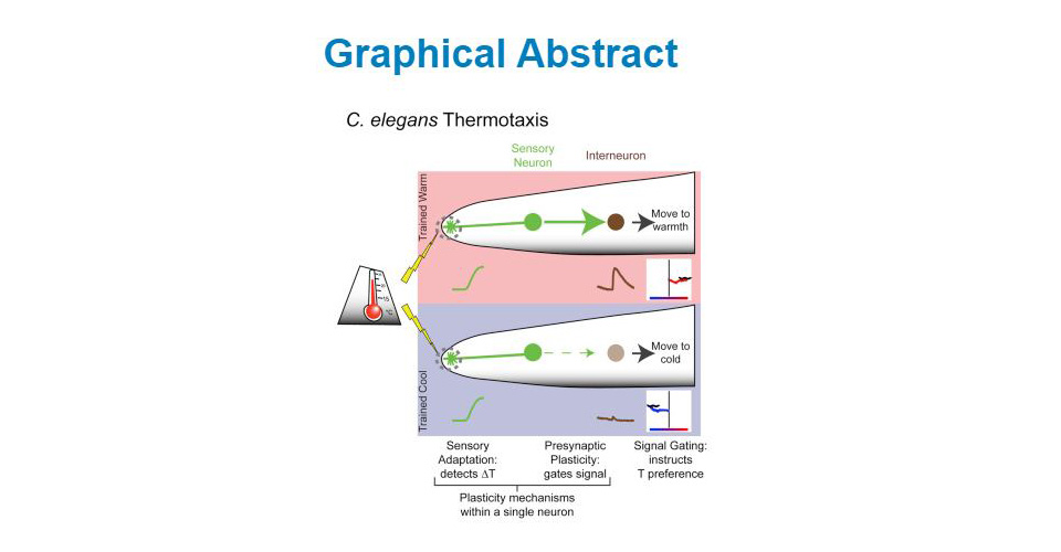 Daniel Colón-Ramos visual abstract